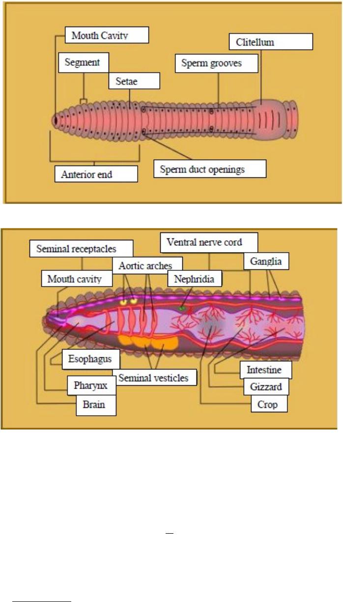 Earthworms have legs picture