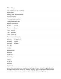 Behavior of Whales