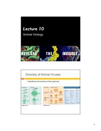 Animal Virology Lecture 10 Diversity Of Animal Viruses