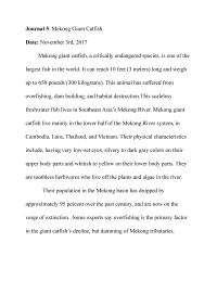 Journal 5: Mekong Giant Catfish