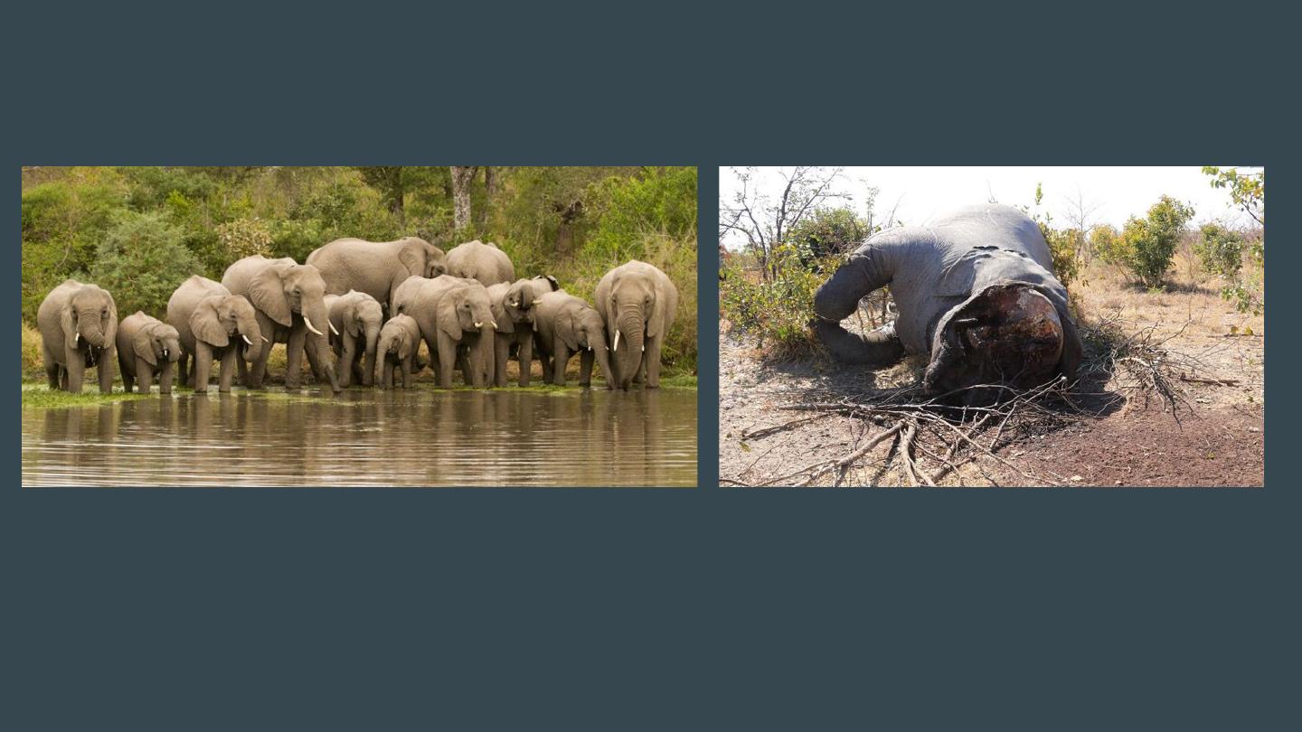 Illegal hunting essay image