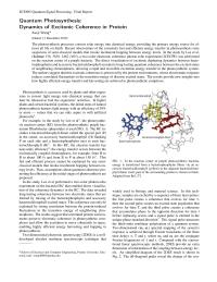 Quantum Photosynthesis: Dynamics Of Excitonic Coherence In Protein