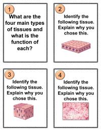 Histology