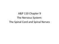The Spinal Cord and Spinal Nerves