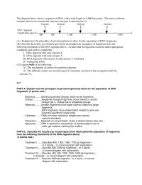 Electrophoresis essay and rubric