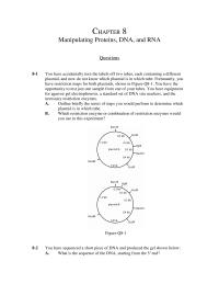 Biology & Life Sciences Chapter 8 Dna Polymerase And Ligase Sali Smai And
