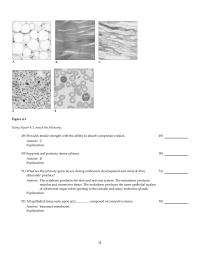 Chapter 4 2 Tendons And Ligaments Moderate Regenerative Ability