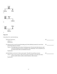 Chapter 10 2 Muscle That Aids Another Promoting Synergist
