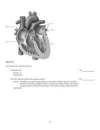 Chapter 18 2 Prevents Backflow Into The Left Aortic