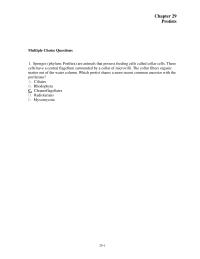 Chapter 29 Sponges Phylum Porifera Are Animals That Possess