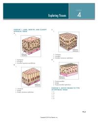 Physics Chapter 4 Mucus Helps Protect The Apical Surface The