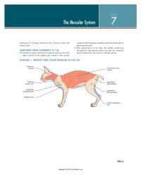 Physics Chapter 7 Caudal Border Scapula Proximal Border Humerus&nbsp;