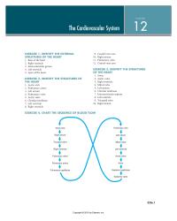 Physics Chapter 12 The Wall Myocardium That Separates The Left
