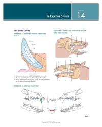 Physics Chapter 14 Descending Colon Transverse Colon Cecum Right Ovary