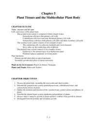 Chapter 5 Plant Tissues And The Multicellular Plant