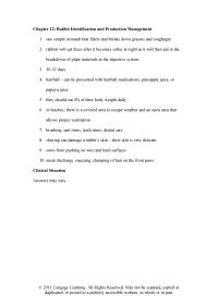 Veterinary Medicine Chapter 12 Rabbit Identification And Production Management