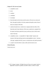 Veterinary Medicine Chapter 35 The Nervous System Sympathetic System