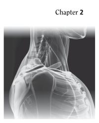 Dictionaries Chapter 2 The upper lateral regions of the&nbsp; abdomen