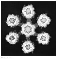 Chemical Engineering Chapter 5 Homework Some Elements Have Homoatomic Molecules Heteroatomic Molecules